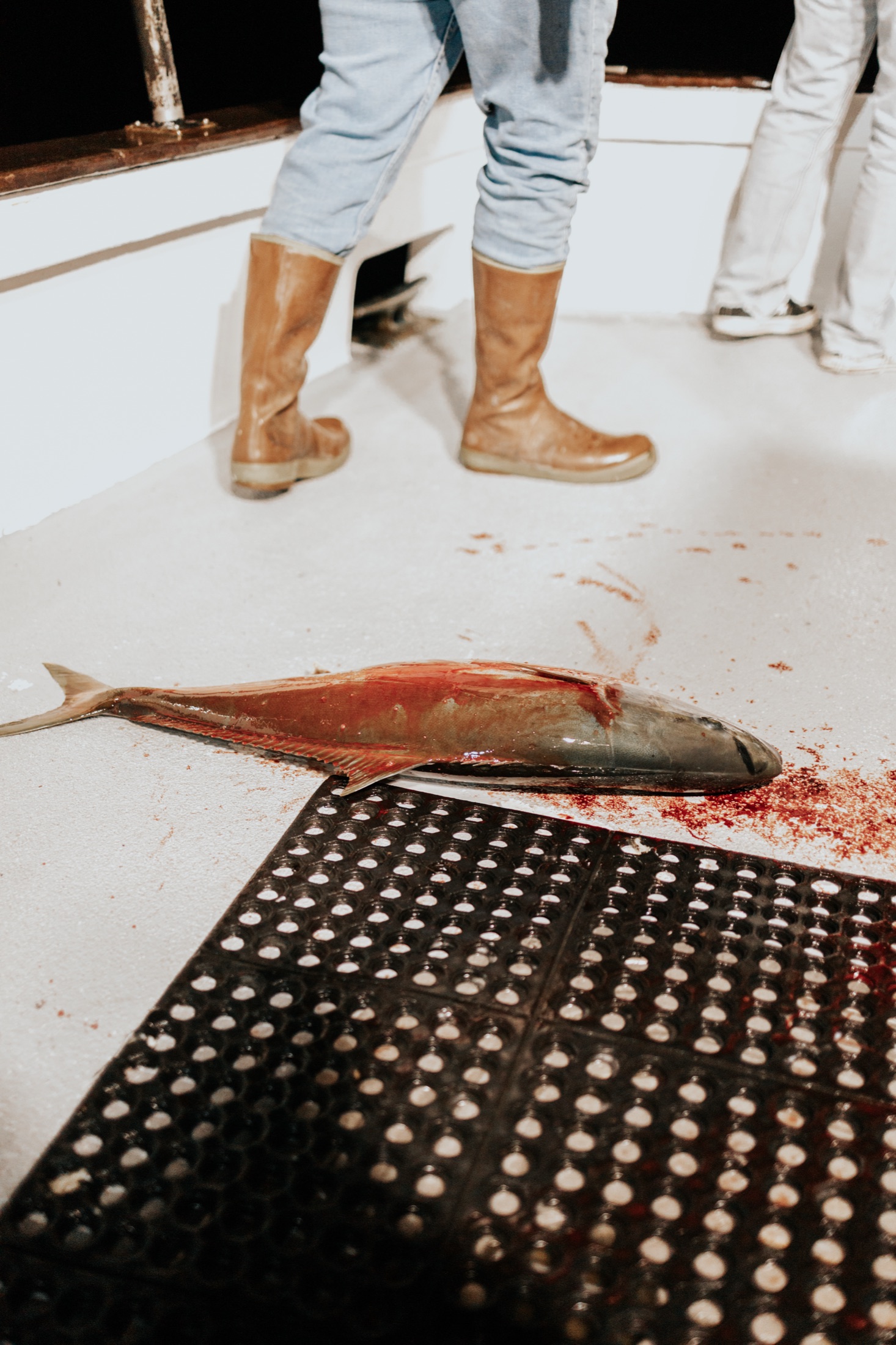 Fresh catch arranged on the deck after a day offshore